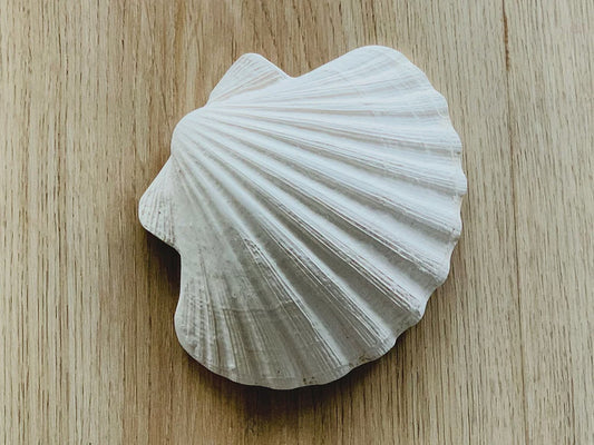 Concha Scallop Shell